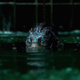 Illustration for article titled Smells Like Fish Sticks: This Shape of Water Drama Is Heating Up